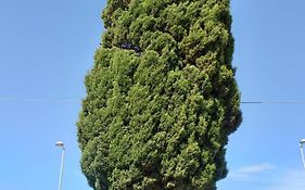 L'Albero Bello Holiday